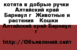 котята в добрые ручки - Алтайский край, Барнаул г. Животные и растения » Кошки   . Алтайский край,Барнаул г.